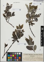 Foto von Salix glabra Scop.